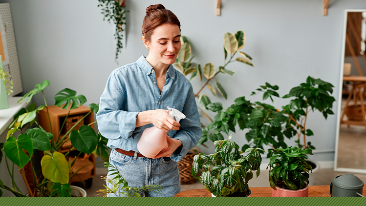 Plantas de Baixa Manutenção